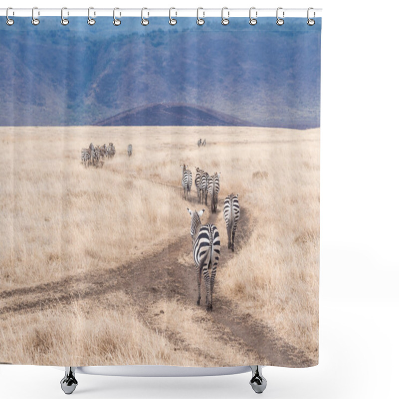 Personality  Common Zebras, Africa Shower Curtains