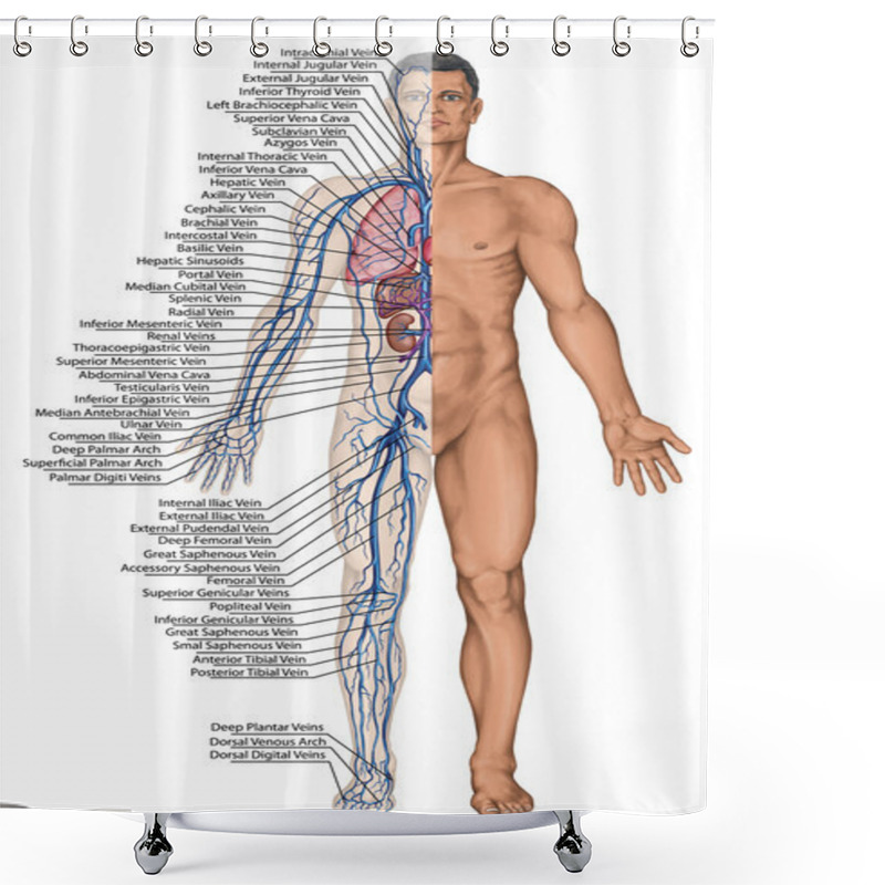 Personality  Human Bloodstream - Didactic Board Of Anatomy Of Blood System Of Human Circulation Sanguine, Cardiovascular, Vascular And Venous System Shower Curtains