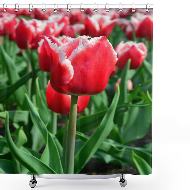 Personality  Canasta Tulips At Windmill Island Tulip Garden Shower Curtains