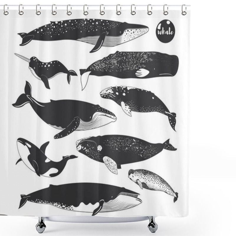 Personality  Doodle Cute Marine Animal Whale Species Elements Shower Curtains