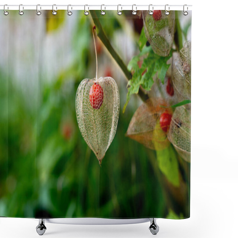 Personality  Single Physalis Berry Encased In Transparent Husk Shower Curtains