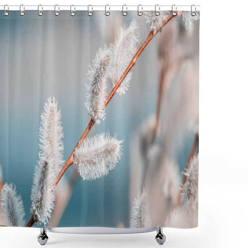 Personality  Early Spring Background. Pussy Willow Catkins Close Up Selective Focus Spring Seasonal Background Shower Curtains