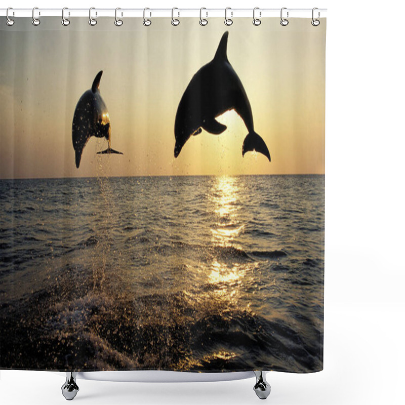 Personality  Bottlenose Dolphin, Tursiops Truncatus, Leap At Sunset, Honduras  Shower Curtains