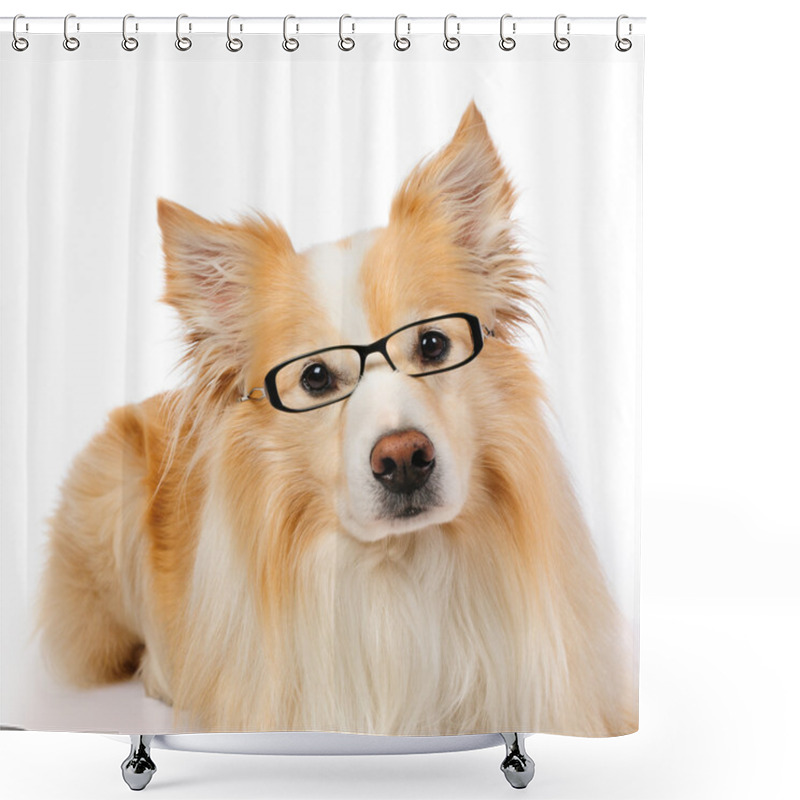 Personality  Border Collie With Glasses Shower Curtains