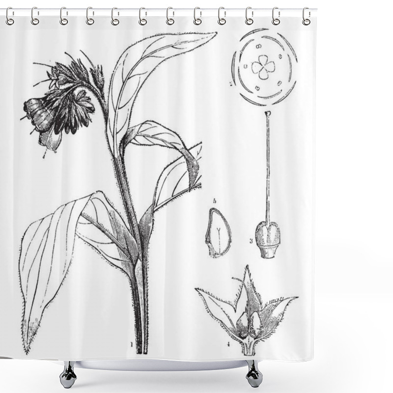 Personality  A Picture, That's Showing Different Parts Of Symphytum Officinale Plant Also Known As Common Comfrey. The Parts Are A Flower, Pistil, Calyx, And A Vertical Section Of A Nut, Vintage Line Drawing Or Engraving Illustration. Shower Curtains