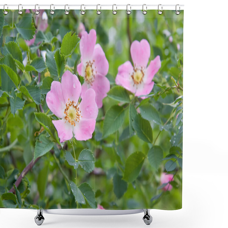 Personality  Dog Rose Rosa Canina Flowers Shower Curtains