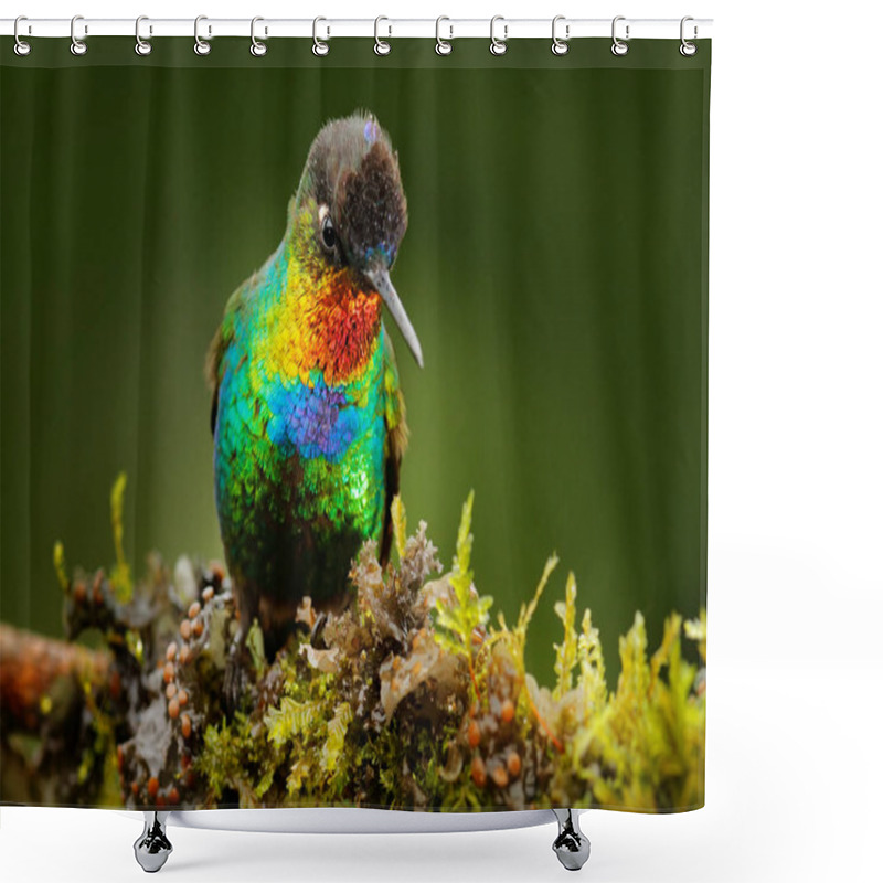 Personality  Fiery-throated Hummingbird Bird Shower Curtains