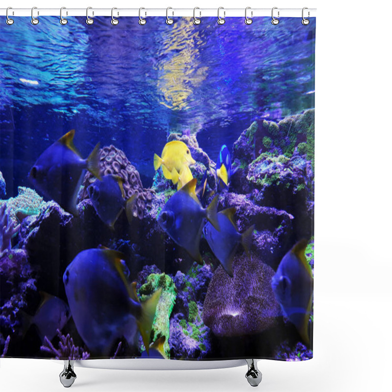 Personality  Yellow And Blue Aquarium Fish Shower Curtains