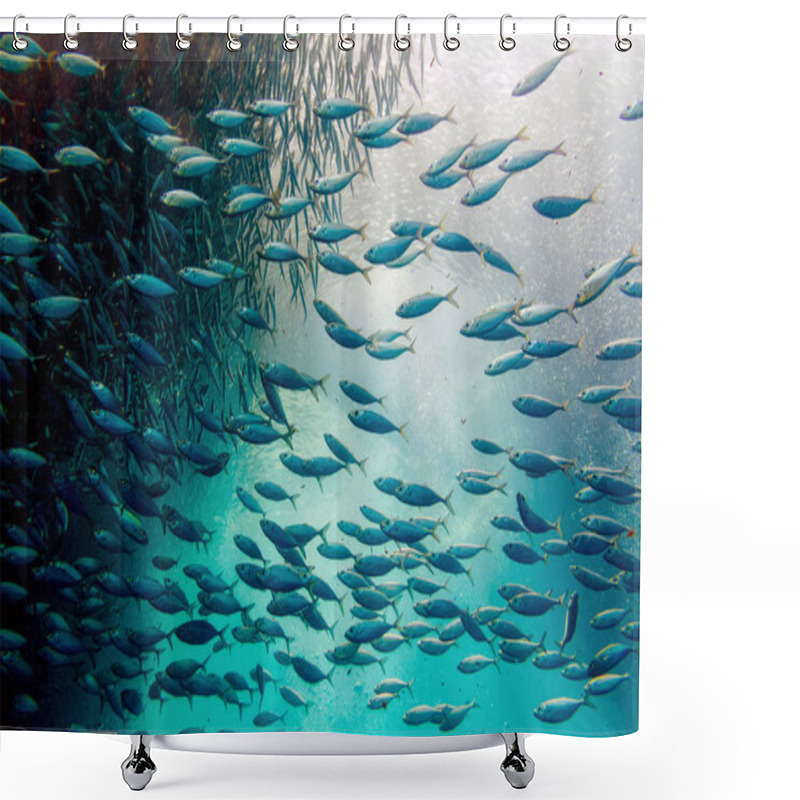 Personality  Sardine Ball In Moalboal, Cebu, Philippines Shower Curtains