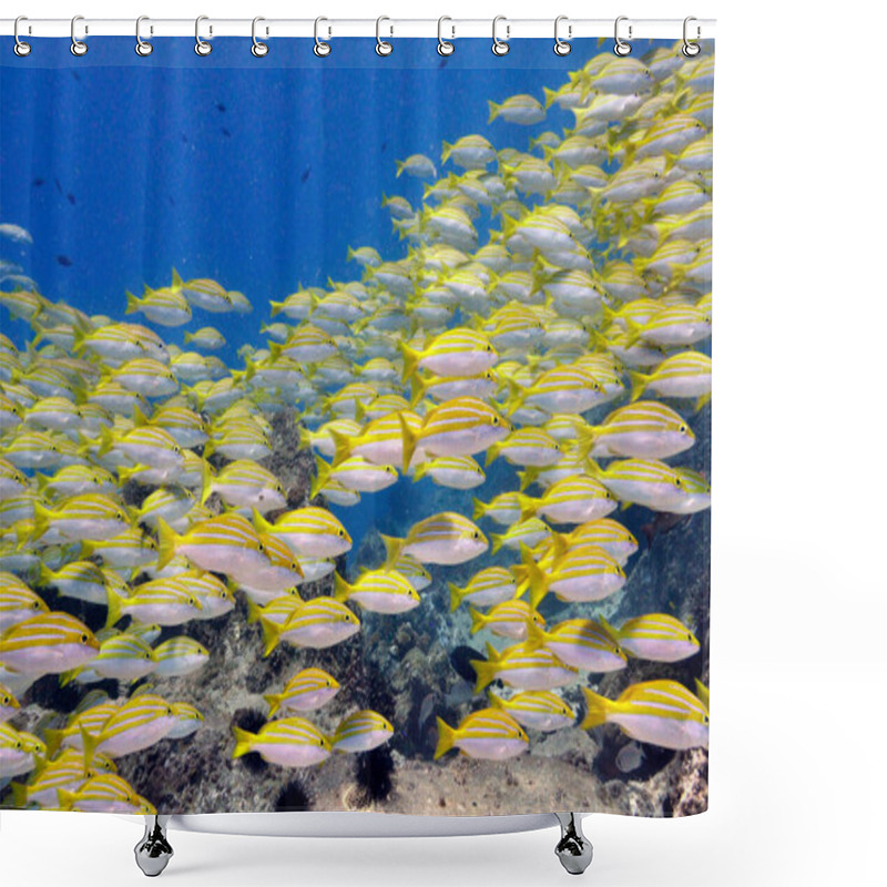 Personality    School Of Tropical Fish Seychelles Bengal Snapper (Lutjanus Bengalensis) Shower Curtains