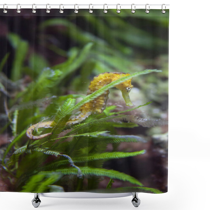 Personality  Slender Seahorse (Hippocampus Reidi). Shower Curtains