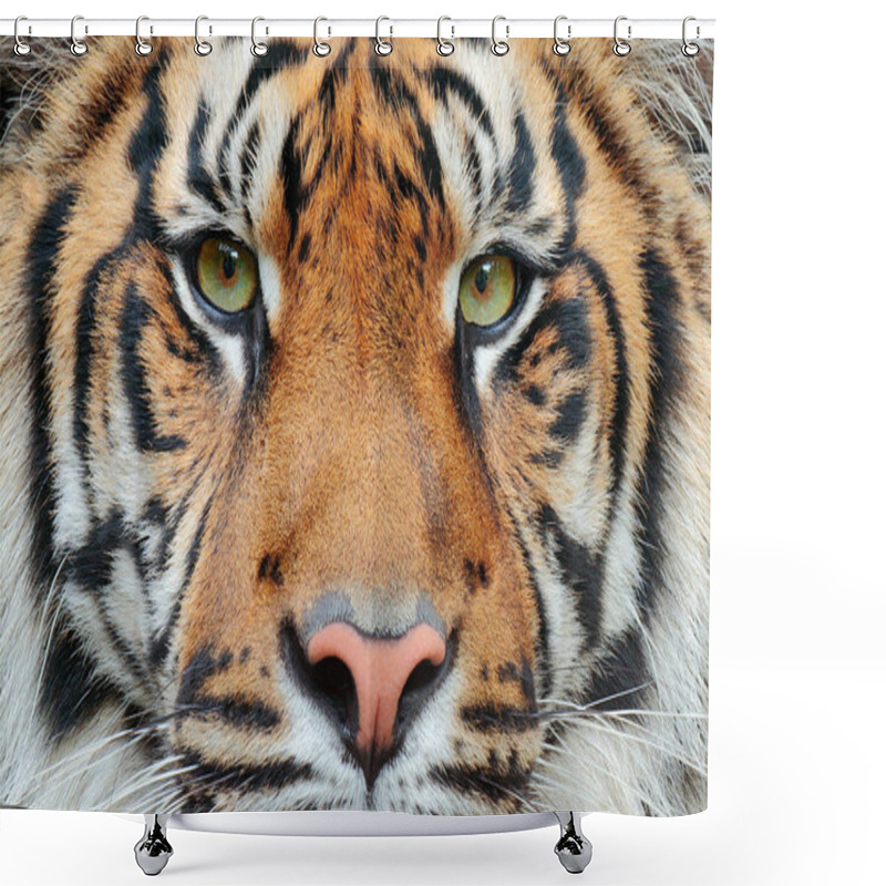 Personality  Wild Cat Tiger Shower Curtains