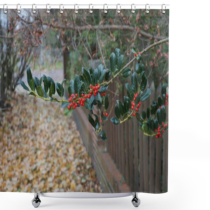 Personality  Ilex Cornuta With Red Fruits Grows In November. Ilex Cornuta, Chinese Holly Or Horned Holly, Is A Slow-growing, Densely Foliaged Evergreen Shrub In The Aquifoliaceae Plant Family. Berlin, Germany  Shower Curtains