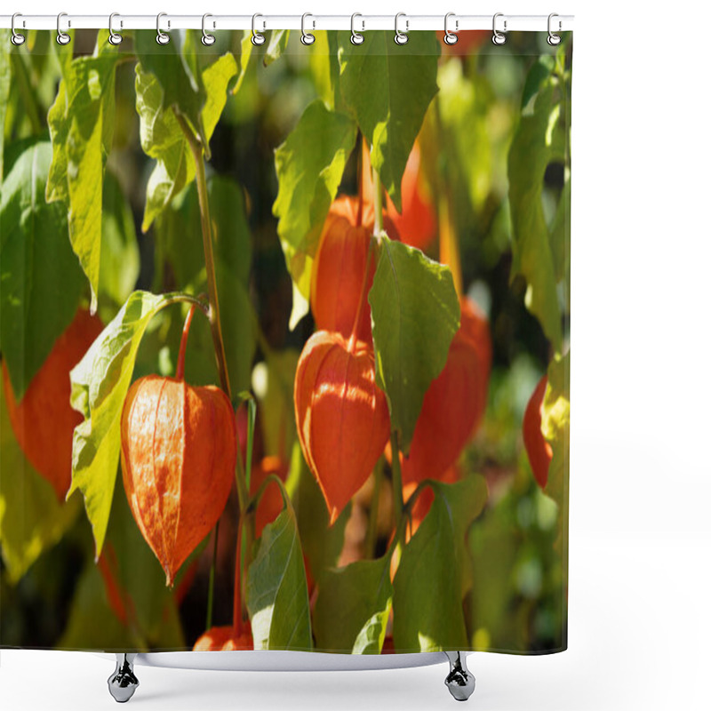 Personality  The Orange Fruit Physalis Peruviana Shower Curtains