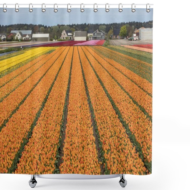 Personality  Tulip Fields Of The Bollenstreek, South Holland, Netherlands  Shower Curtains