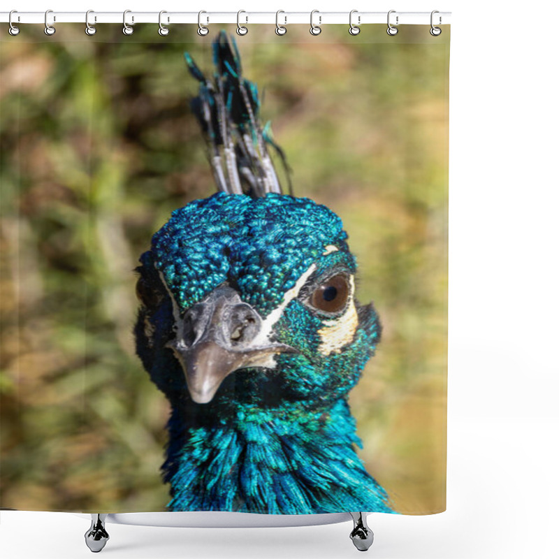 Personality  The Indian Peafowl, A Vibrant Omnivore, Eats Grains, Seeds, And Insects. Photographed In Lush Gardens. Shower Curtains