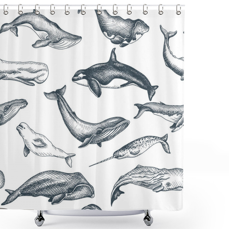 Personality  Vector Hand Drawn Illustration Of Wild Whales, Marine Style Shower Curtains