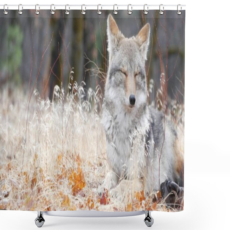 Personality  Wolf Coyote Or Coywolf Portrait, Head Face And Eyes. Autumn Fall Forest Wildlife Shower Curtains