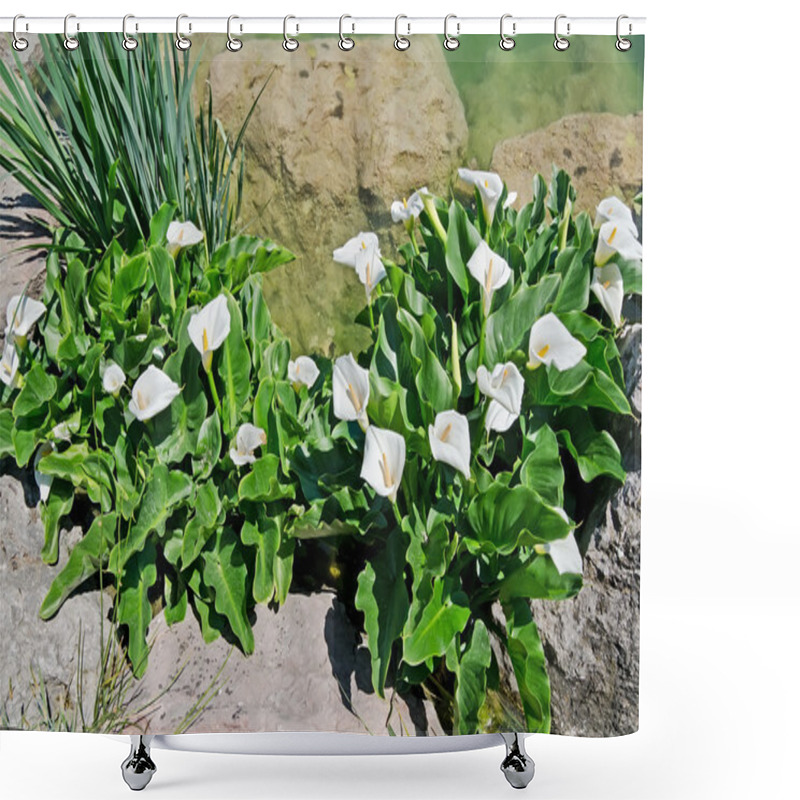 Personality  White Calla Lilies In A Pond Shower Curtains