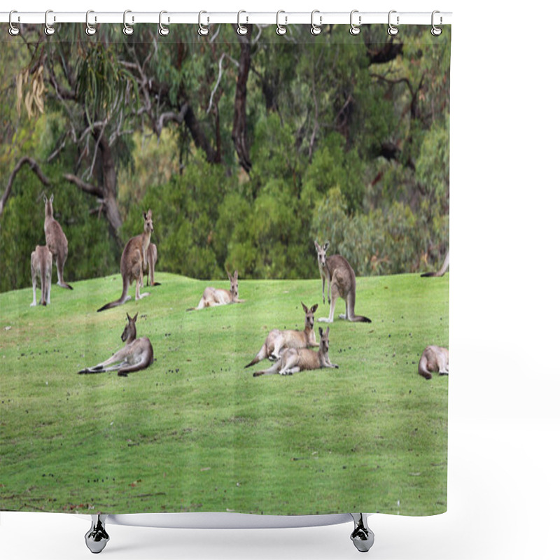 Personality  Kangaroos Mob  - Anglesea Golf Course, Victoria, Australia Shower Curtains