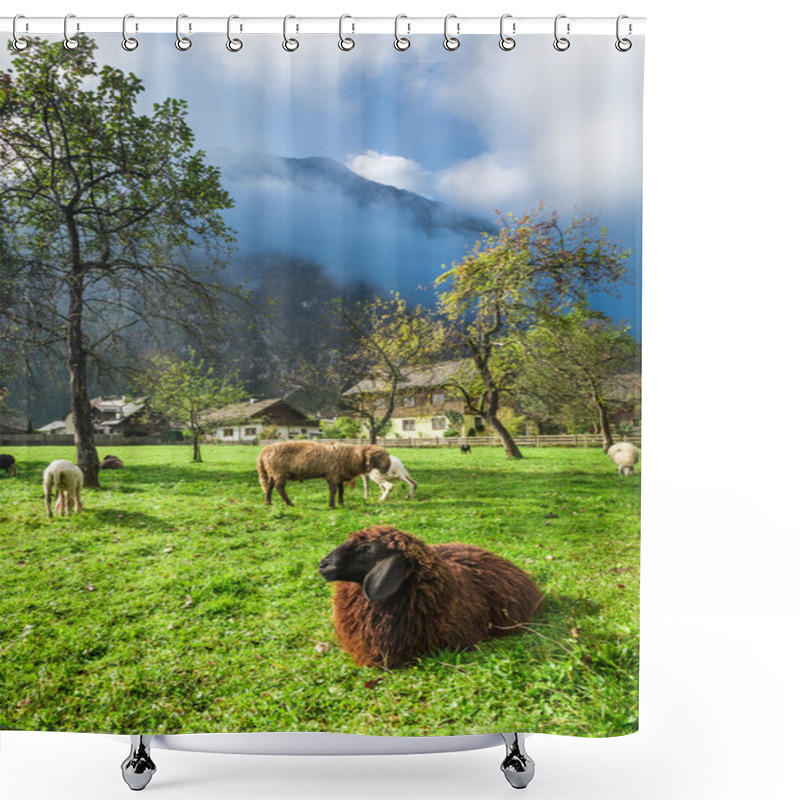 Personality  Sheep Grazed On Pasture In The Alps Shower Curtains