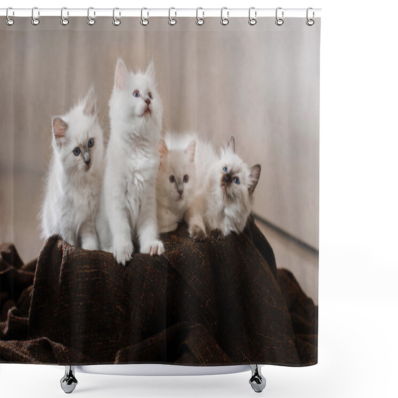 Personality  Ragdoll Blue Point Little Kitten  Shower Curtains