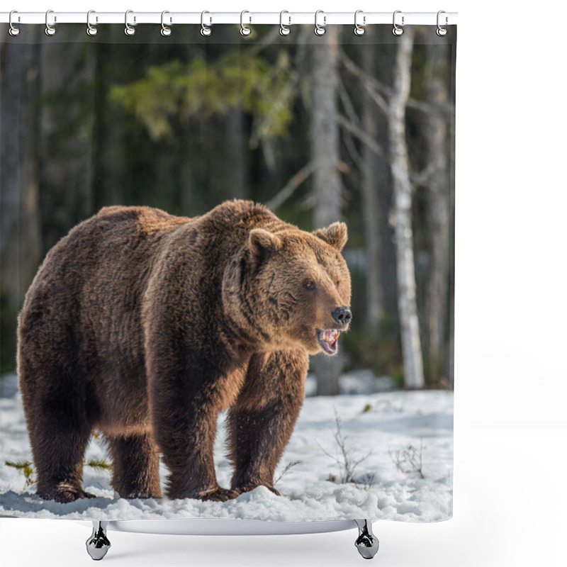 Personality  Wild Adult Brown Bear On The Snow In Early Spring Forest. Scientific Name:  Ursus Arctos. Shower Curtains