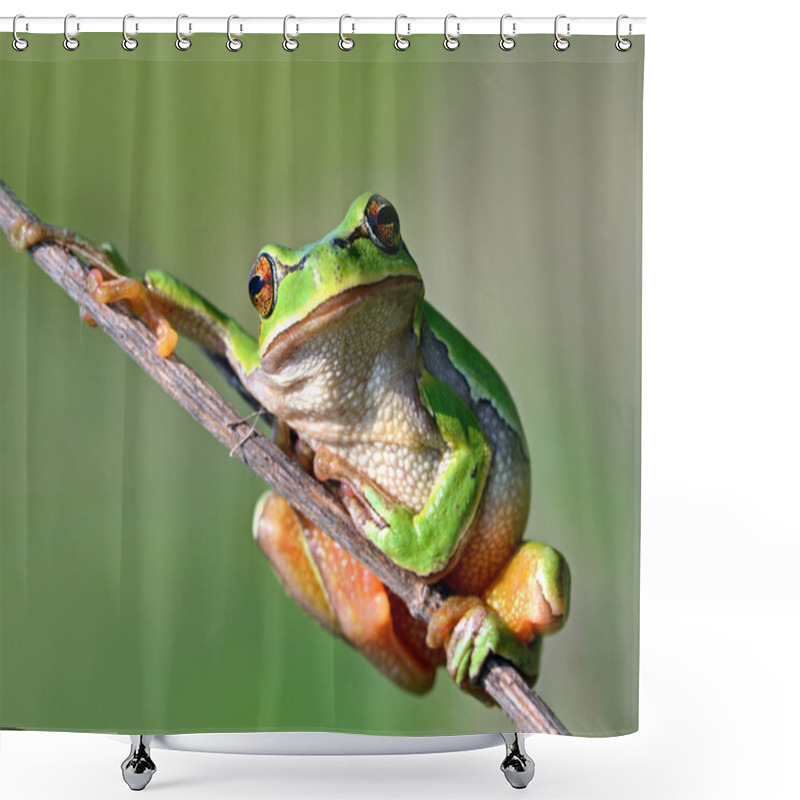 Personality  Frog Is In A Natural Habitat Shower Curtains