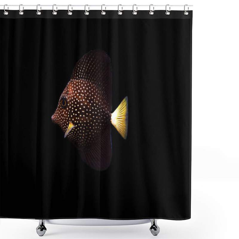 Personality  Gemmatum Tang - (Zebrasoma Gemmatum) Shower Curtains