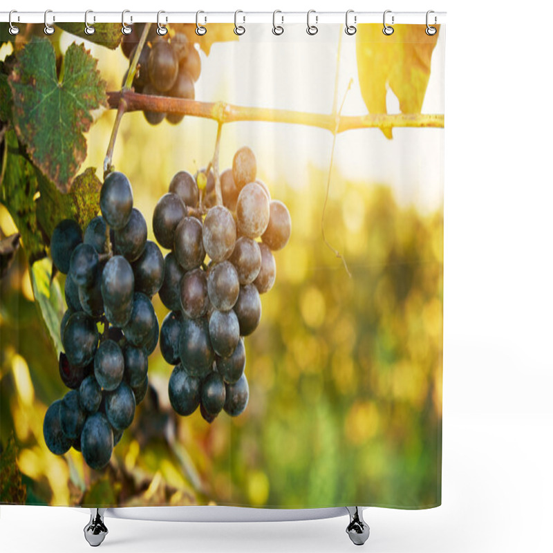 Personality  Wineyard Growing Grapes Shower Curtains