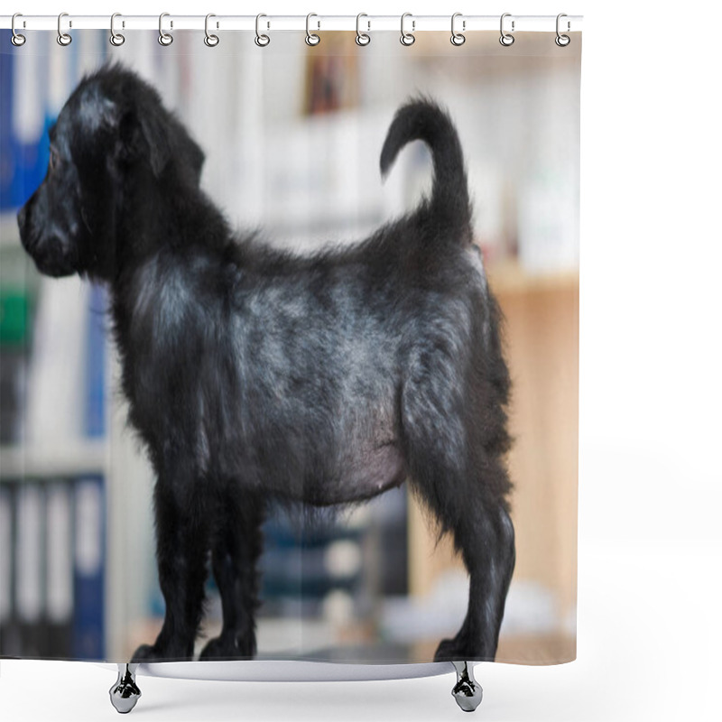 Personality  Small Dog With Generalized Demodectic Mange, Generalized Alopecia Shower Curtains