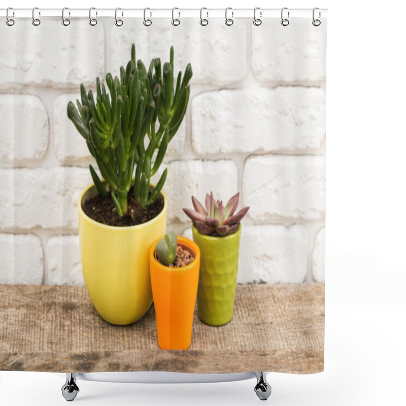 Personality  Succulents, House Plants In Pots Shower Curtains