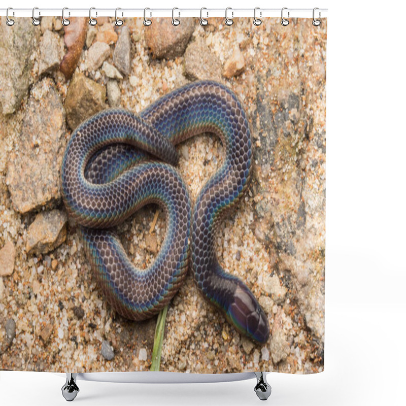 Personality  Macro Image And Detail Of Shiny Schmidt's Reed Snake From Borneo , Beautiful Snake Shower Curtains