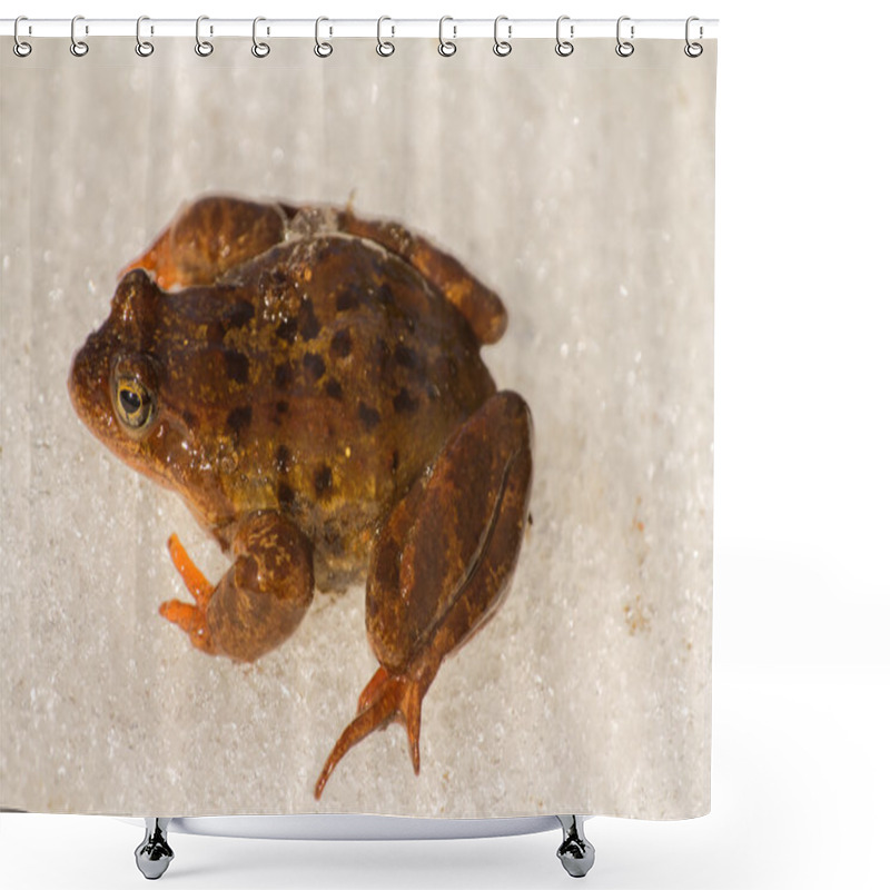 Personality  Spring. The Revival Of Frog Shower Curtains