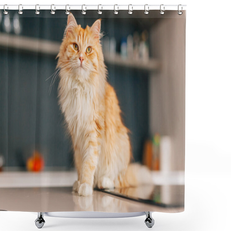 Personality  Ginger Big Cat Sitting On A White Kitchen Table And Looking Arou Shower Curtains