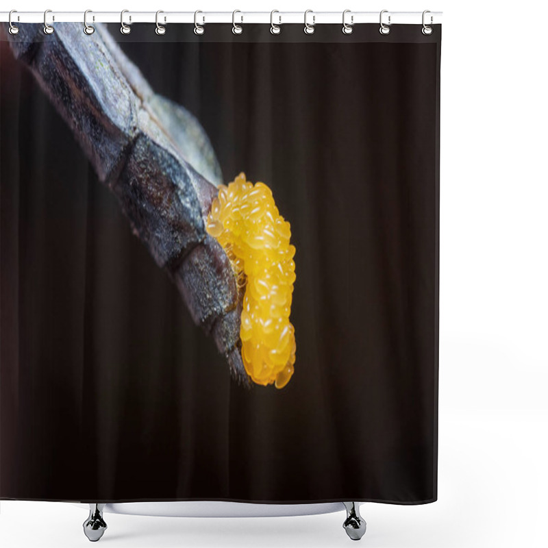 Personality  Eggs Of Orthetrum Albistylum Speciosum Dragonfly. Shower Curtains