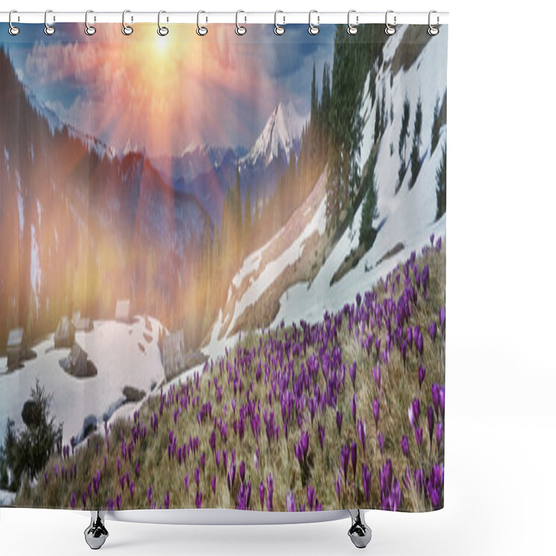 Personality  Spring Crocuses In Carpathians Mountains Shower Curtains