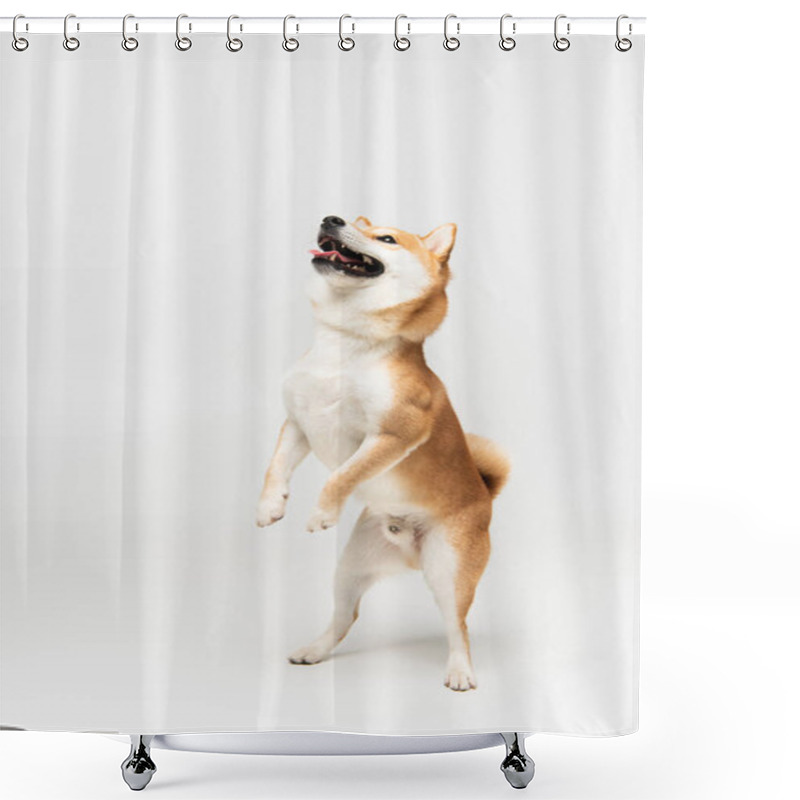 Personality  Playful Shiba Inu Dog Looking Up While Standing On Hind Legs On Light Grey Background Shower Curtains