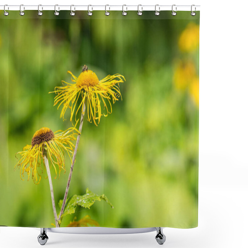 Personality  Heartleaf Oxeye With Yellow Petals Shower Curtains