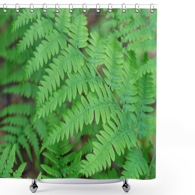 Personality  Fern Pteridium Aquilinum Bracken, Brake Spring Green Leaves Macr Shower Curtains