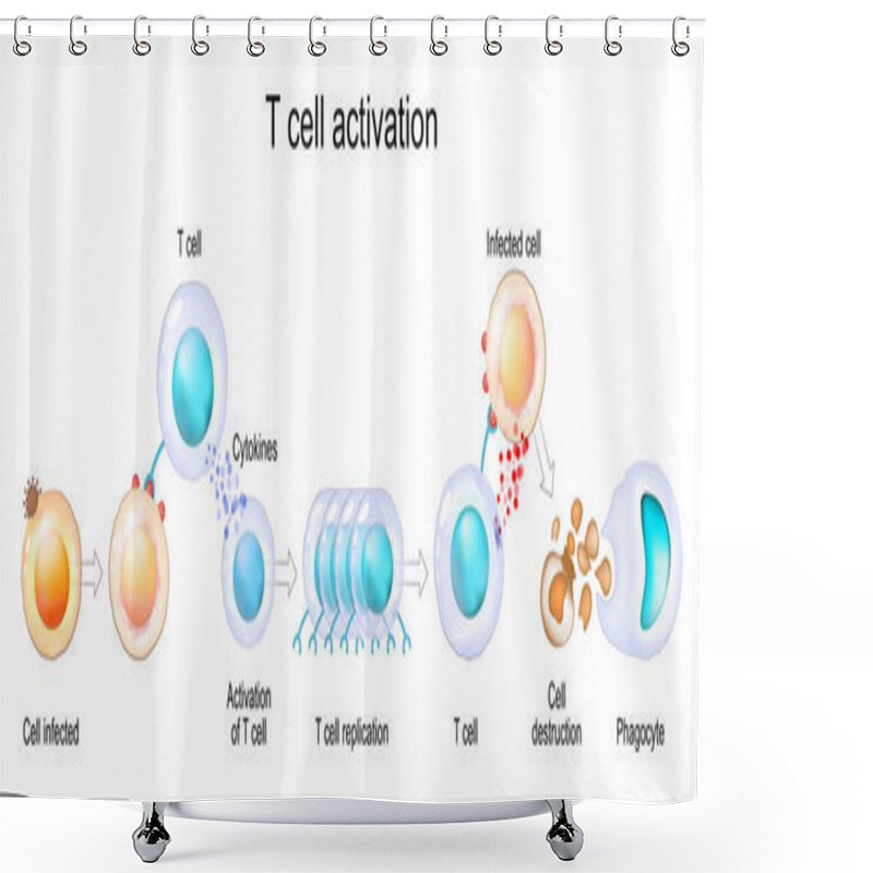 Personality  Activation Of Leukocytes. T-cell Encounters Its Cognate Antigen On The Surface Of An Infected Cell. T-cells Direct And Regulate Immune Responses And Attack Infected Or Cancerous Cells. Cell-mediated Immunity. The Adaptive And Innate Immune System. Ve Shower Curtains