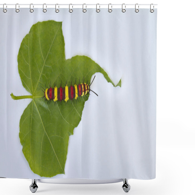 Personality  Caterpillar Eating On Green Leaf Shower Curtains