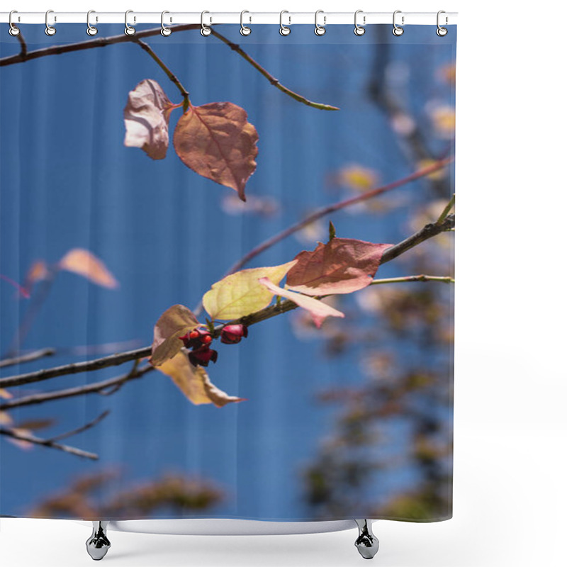 Personality  Close Up View Of Yellow Leaves And Berries On Branches With Blue Sky At Background Shower Curtains