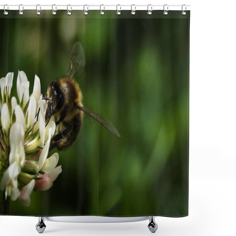 Personality  Nature Background Bee On White Clover Shower Curtains