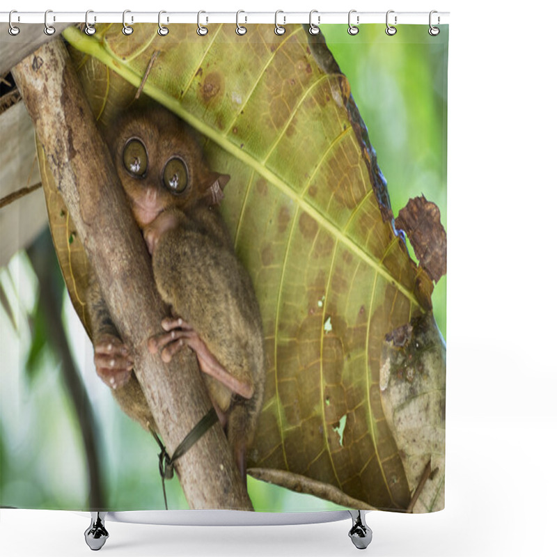 Personality  Tarsier At Bohol, Philippines Shower Curtains