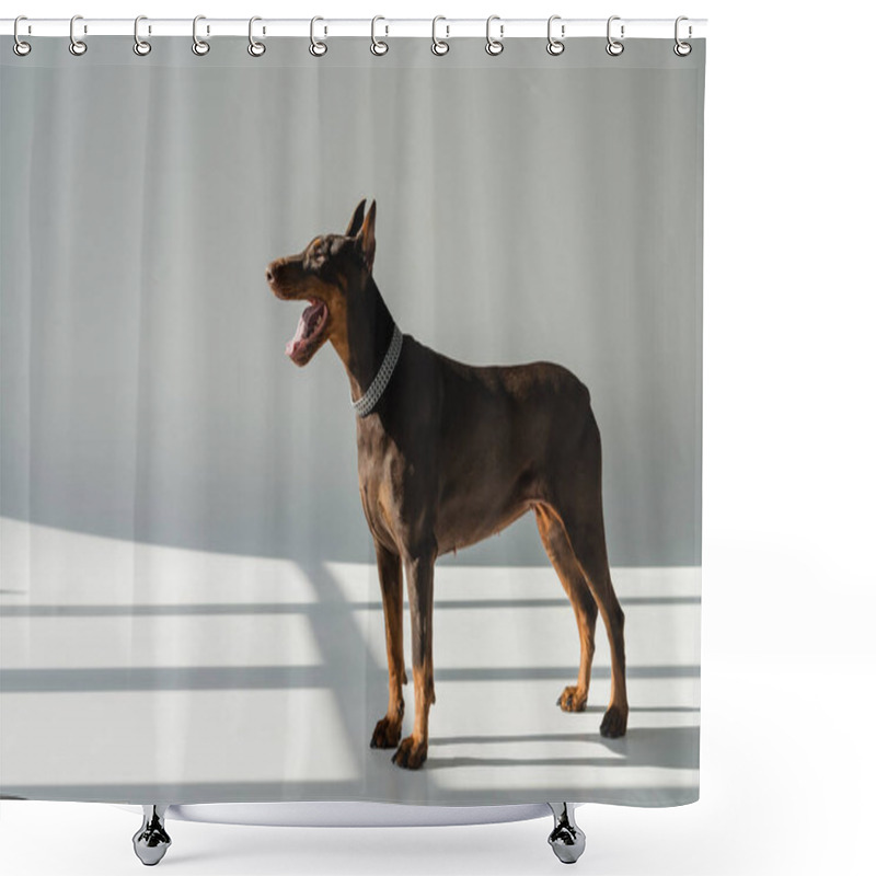 Personality  Doberman Dog Standing On Grey Background With Shadows  Shower Curtains