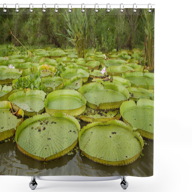 Personality  Aquatic Plants. View Of Victoria Regia, Also Known As Giant Amazon Water Lilies, Large Round Floating Leaves, Growing In The River Shallows. Shower Curtains