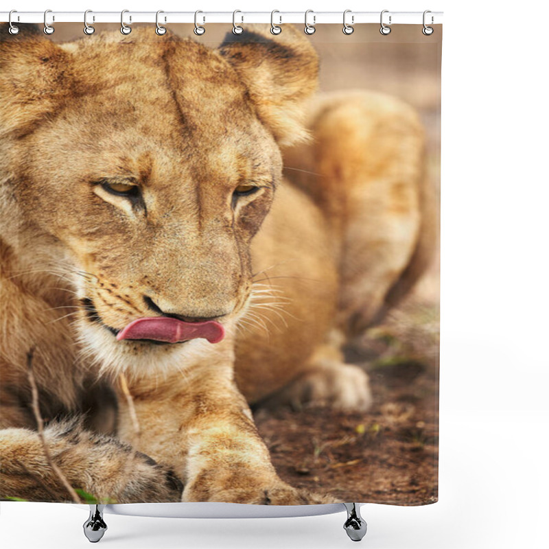 Personality  Licking Her Lips At The Thought Of A Hunt. A Lioness On The Plains Of Africa Shower Curtains