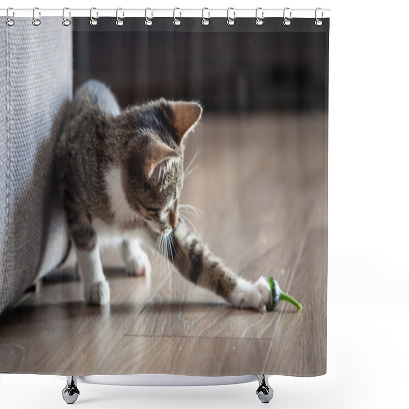 Personality  Small Grey Pet Kitten Playing Indoor Shower Curtains