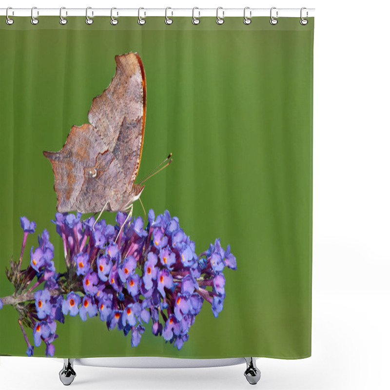 Personality  Question Mark Butterfly (Polygonia Interrogationis) Shower Curtains